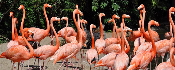 Flamingo's in een dierentuin