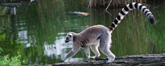 Stokstraartje in een dierentuin