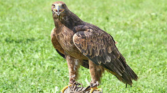 Een roofvogel in het gras